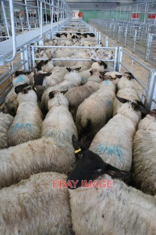 Photo sheep pens hereford - ,