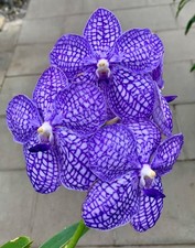Vanda Perfect Blue Hybrid NEW pianta vigorosa orchidea orchidee