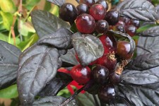 15 SEMI PEPERONCINO BLACK