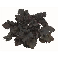 Heuchera "Black Pearl" - Campanellino viola "Black Pearl" in vaso 12 cm - 12 cm