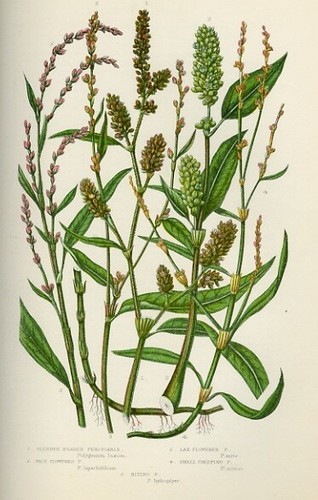 Stampa botanica antica 1899 - stampa,