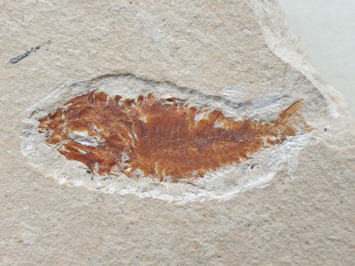 Hemisaurida pesce - sp.,