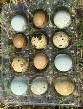 18 uova di quaglia MINI vuote