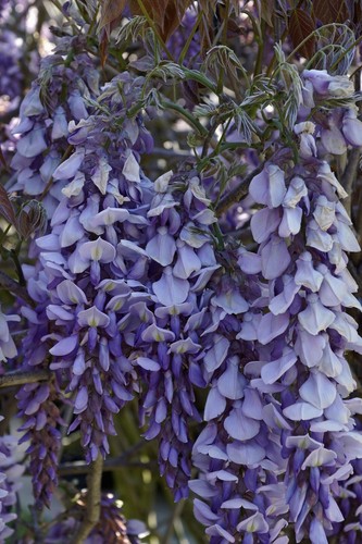 Pianta glicine wisteria - glicine,