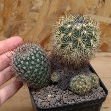 Coryphantha pseudoradiana Vaso 9 cm Cod.0711-18
