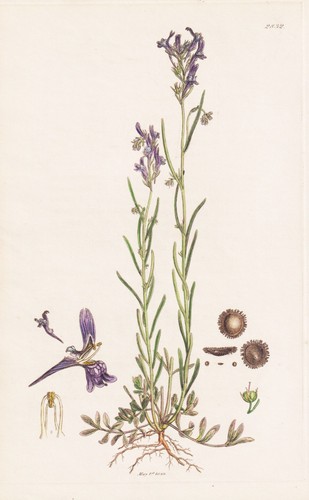Linaria pelisseriana - linaria,