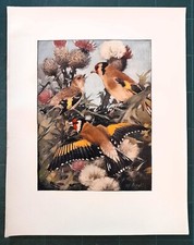 Stampa antica UCCELLI CARDELLINO MASCHIO FEMMINA e PICCOLO 1911 Antique print