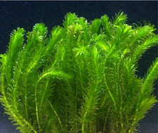 Egeria densa pianta - egeria, a