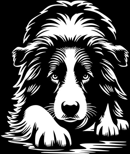 Adesivo border collie - adesivo,