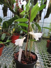 Dendrobium spathilingue con