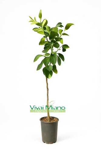 Pianta lime del patriarca o - di,
