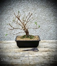 Lonicera purpusii - ciliegia