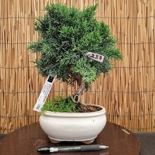 Bonsai di Ginepro h 31cm