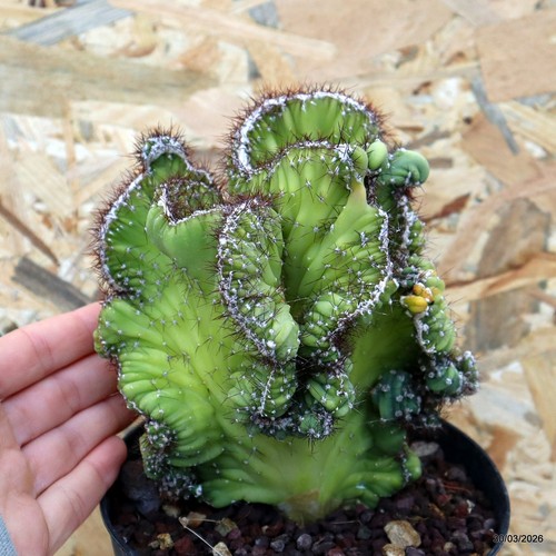 Cereus florida crestato vaso - cereus,