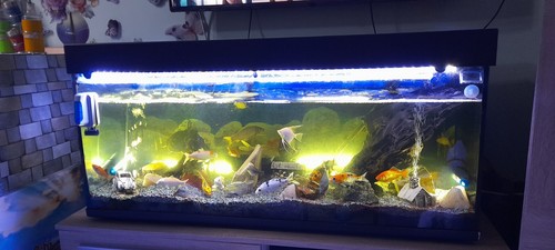 Acquario completo usato - acquario,