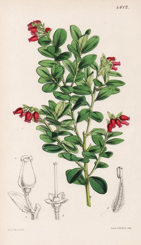 Vaccinium rollisoni java - vaccinium,