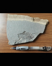 Squisito pesce pinna fossile