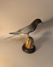 Taxidermy, Cabinet De