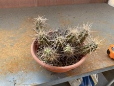 Echinocereus maritimus - echinocereus,