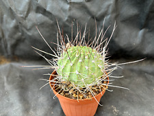 LOBIVIA LONGISPINA CACTUS PIANTE GRASSE AGAVE SUCCULENTE 98