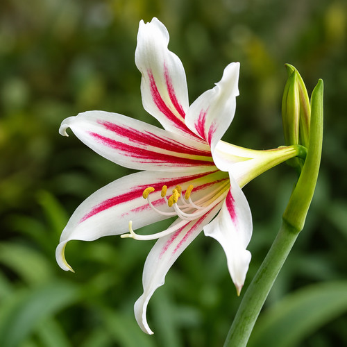Hippeastrum harrisonii seeds - hippeastrum,