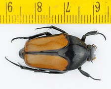 BEETLE - Cetoniidae -