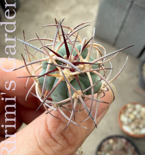 Pianta reale echinocactus - reale, di