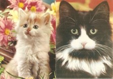 2 Cartoline Tema Gatti