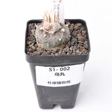Vaso 6,5 cm Turbinicarpus