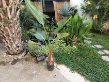 Strelitzia Nicolai Uccello del