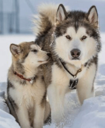 Husky trail stampa quadro - stampa,