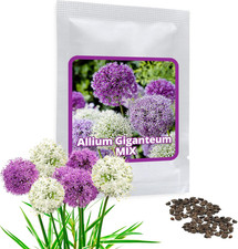 Semi D’Aglio Gigante (Allium