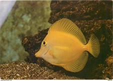 Animaux - Poissons - Aquarium de Port Canet - A1 - Zebrasoma Xanthurum - CPM - V