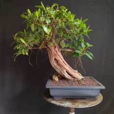 Bonsai esemplare ficus - di,