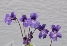 Pinguicula grandiflora ssp