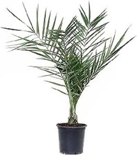 Phoenix canariensis - Palma