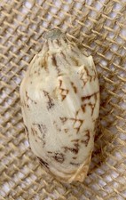 Cymbiola vespertilio "Bat