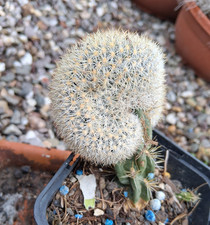 Pediocactus simponii cristata