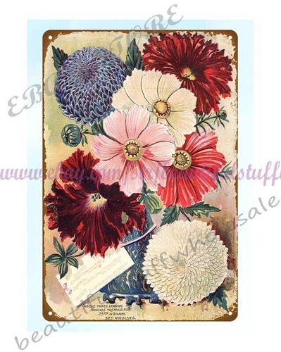1895 cosmo petunia - aster, wm