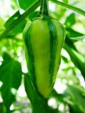 PEPERONCINO FISH PEPPER - 10