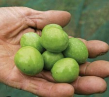 OLIO EXTRAVERGINE DI OLIVA 2025 SICILIA NOCELLARA - BELICE