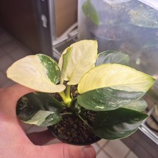 Anubias Panda King "Alta