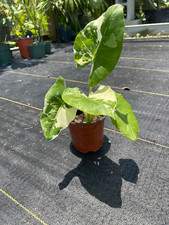 Variegated Alocasia