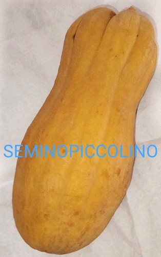 Semi zucca butternut - semi,