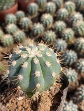 3PCS Rara Pianta Succulenta di