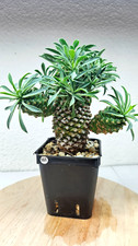 Euphorbia hypogea live - hypogea, ➡️--live