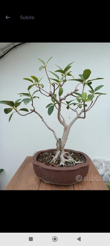 Bonsai ficus - bonsai,
