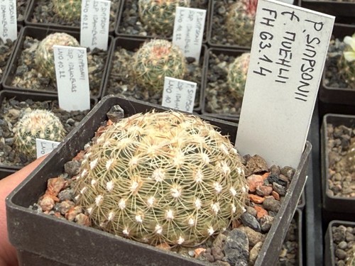 Pediocactus simponii - , v