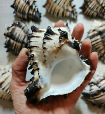 9 fantastiche CONCHIGLIE