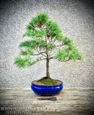 Pinus strobus "Squiggles" -